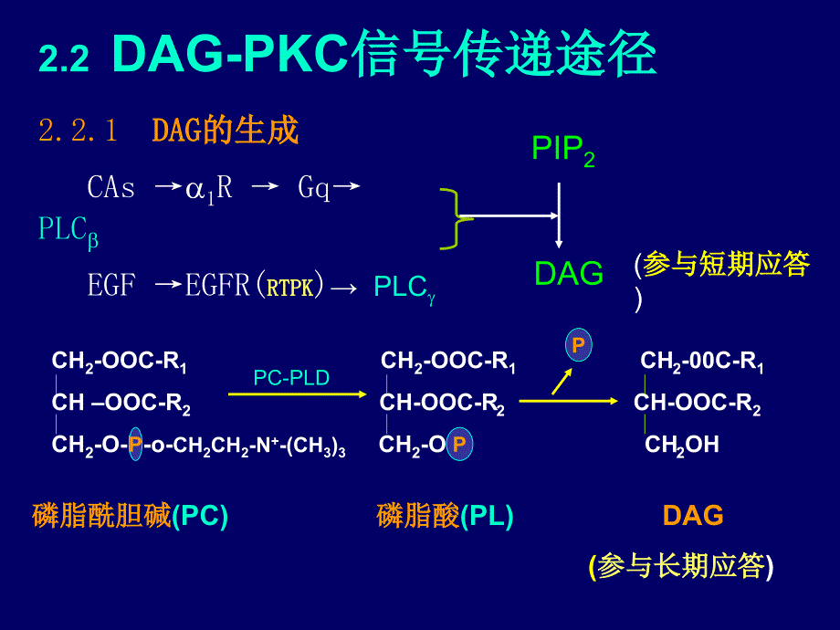 生物化学DAGPKC信号传递途径_第1页