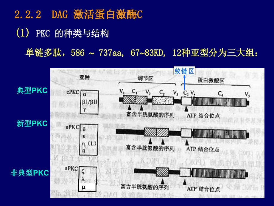 生物化学DAGPKC信号传递途径_第2页