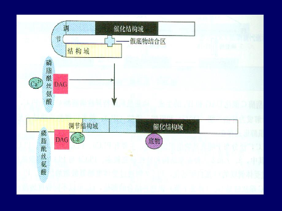 生物化学DAGPKC信号传递途径_第4页