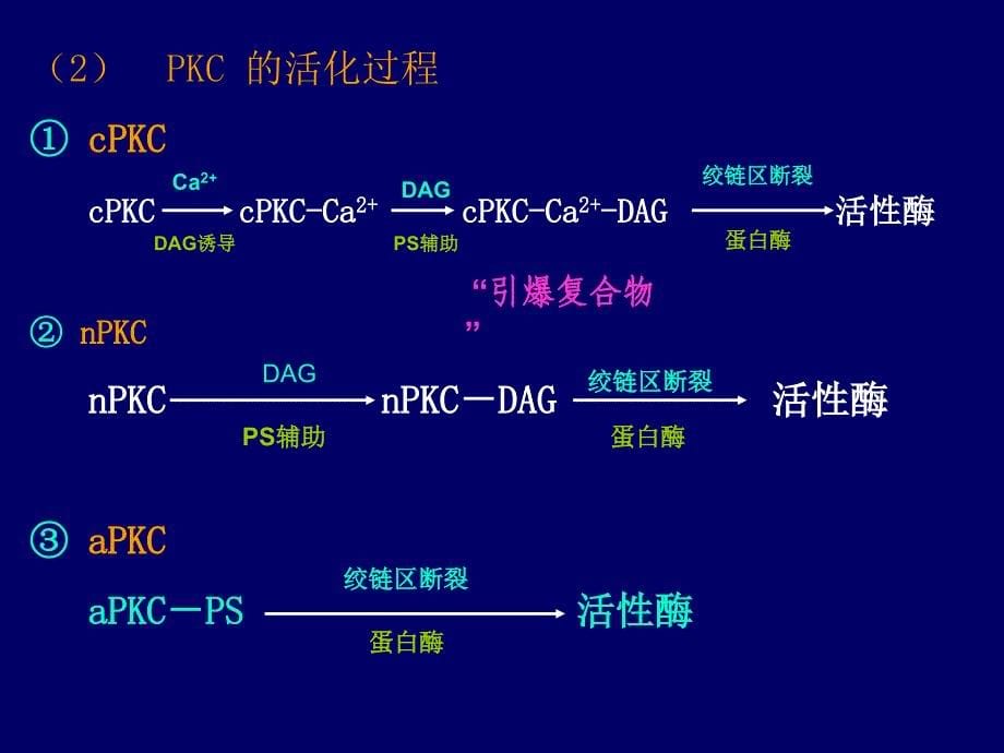 生物化学DAGPKC信号传递途径_第5页