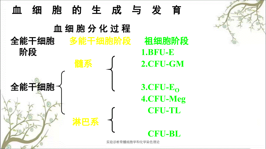 实验诊断骨髓细胞学和化学染色理论_第2页