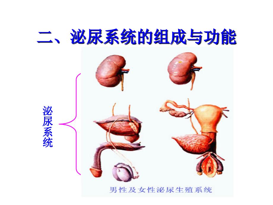 【学习课件】第十三章_泌尿系统_第3页