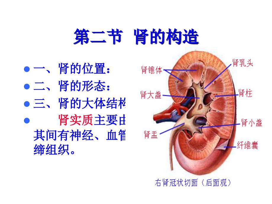 【学习课件】第十三章_泌尿系统_第4页