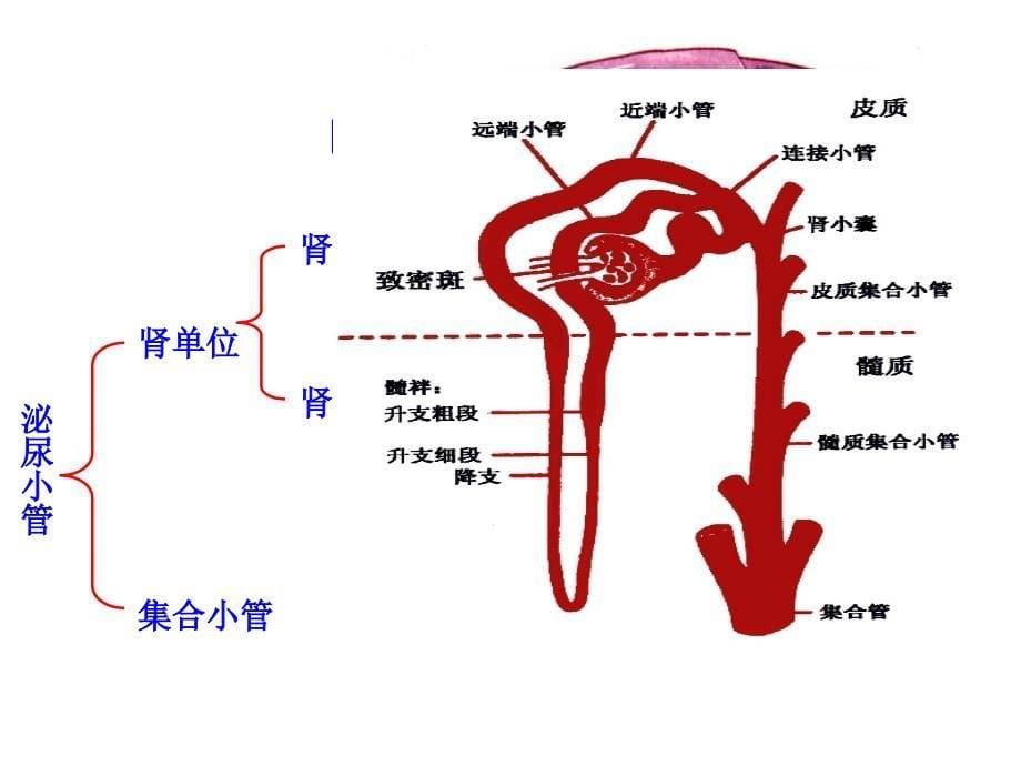 【学习课件】第十三章_泌尿系统_第5页