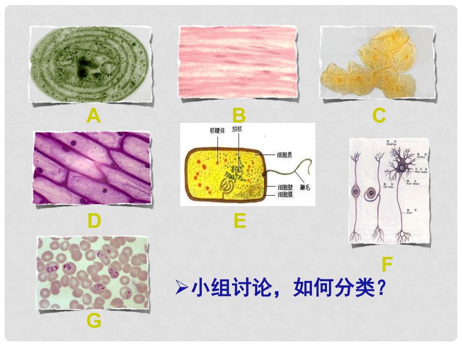 四川省仁寿县高中生物 1.2 细胞的多样性和统一性课件 新人教版必修1_第3页