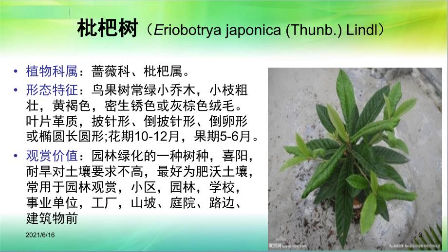 昆明常见80种街道绿化植物_第3页