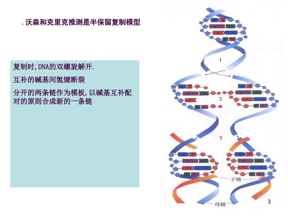 DNA分子的复制ppt课件_第3页