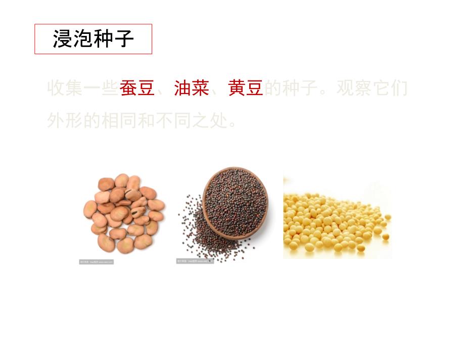 种子的萌发小学四年级下册教科版ppt课件_第4页