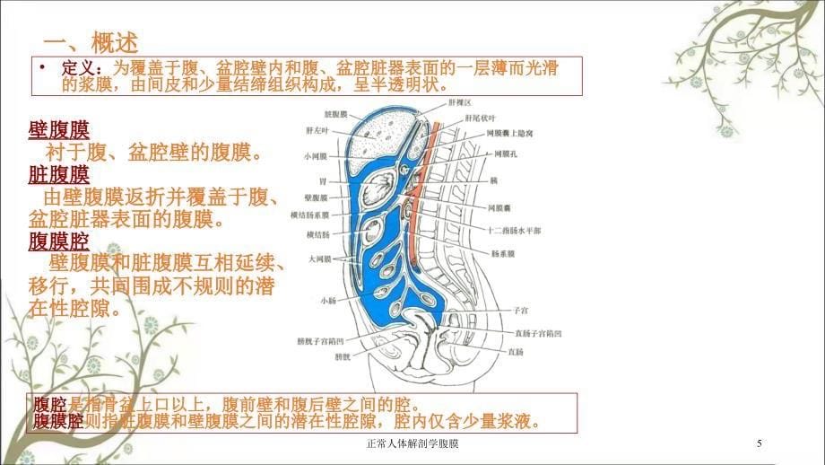 正常人体解剖学腹膜_第5页