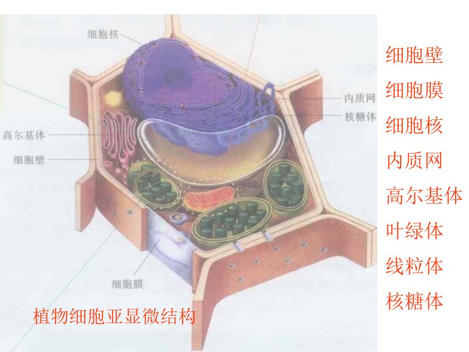 细胞的类型和结构细胞核_第3页