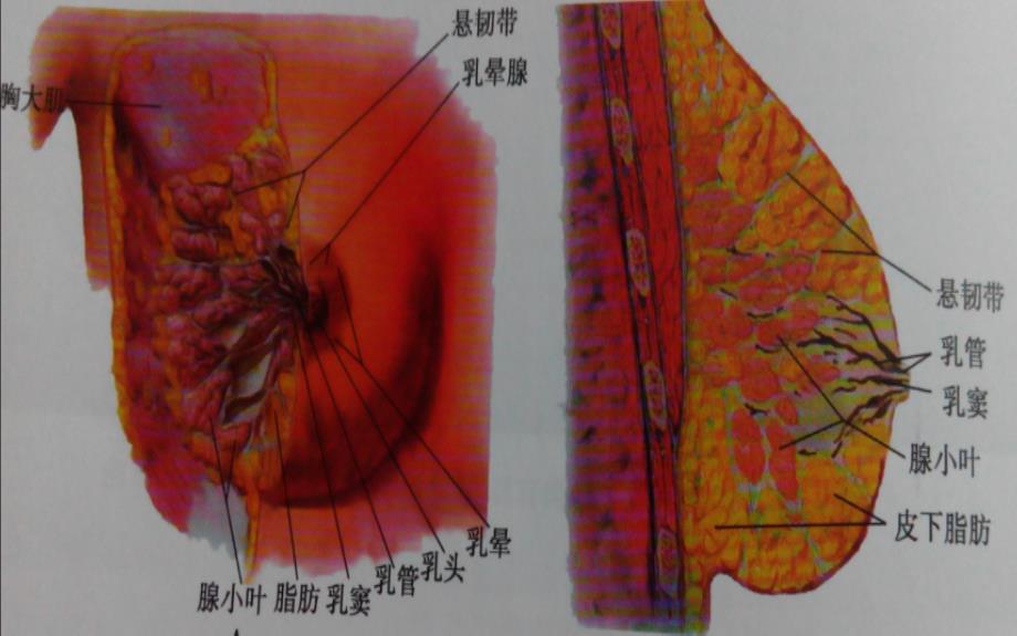 乳腺超声检查标准版_第4页