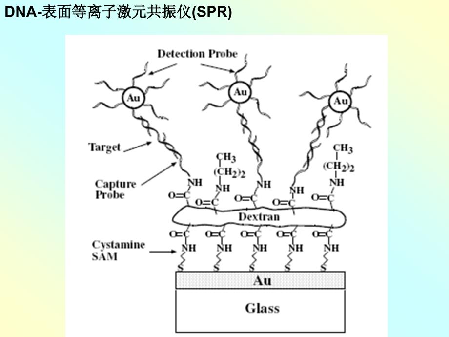 《生物传感器》PPT课件.ppt_第4页