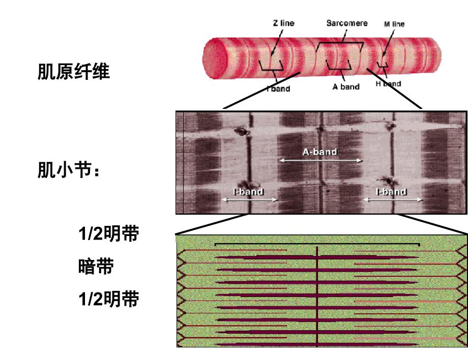 四章节肌兴奋与收缩_第4页