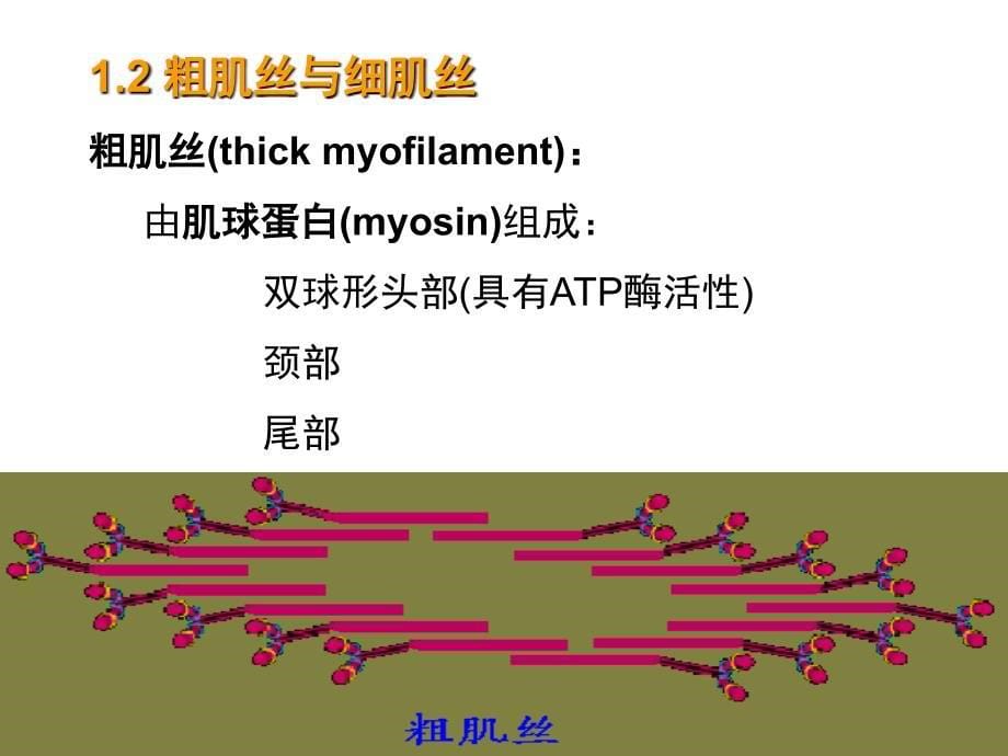 四章节肌兴奋与收缩_第5页