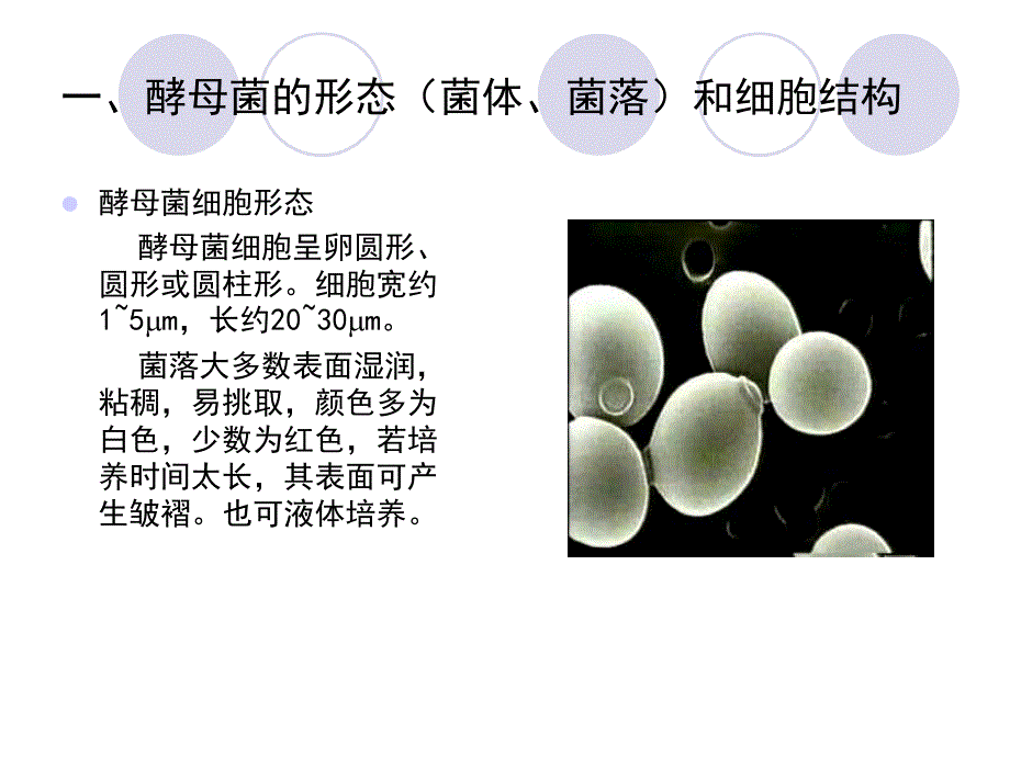 酵母菌及其在食品中的应用_第4页