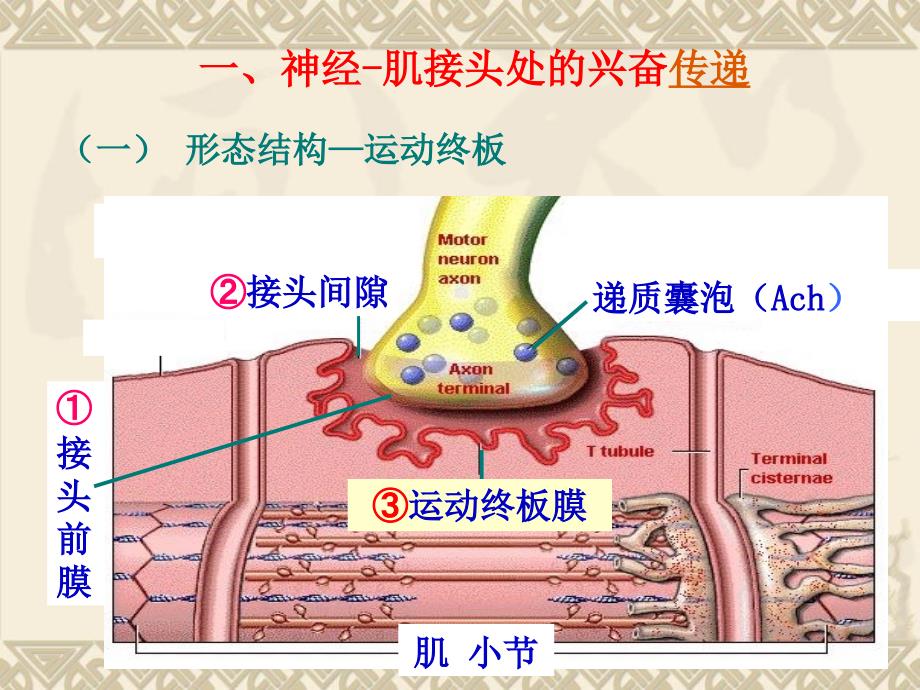 肌肉收缩生理学课件_第2页