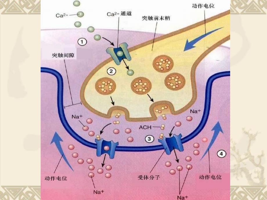 肌肉收缩生理学课件_第4页