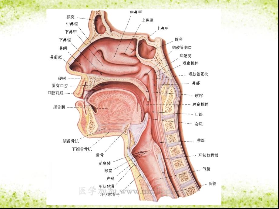 吞咽功能训练_第4页