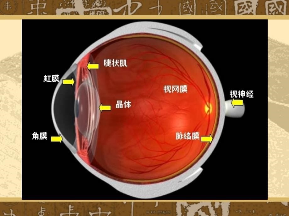 眼科义视光版_第5页