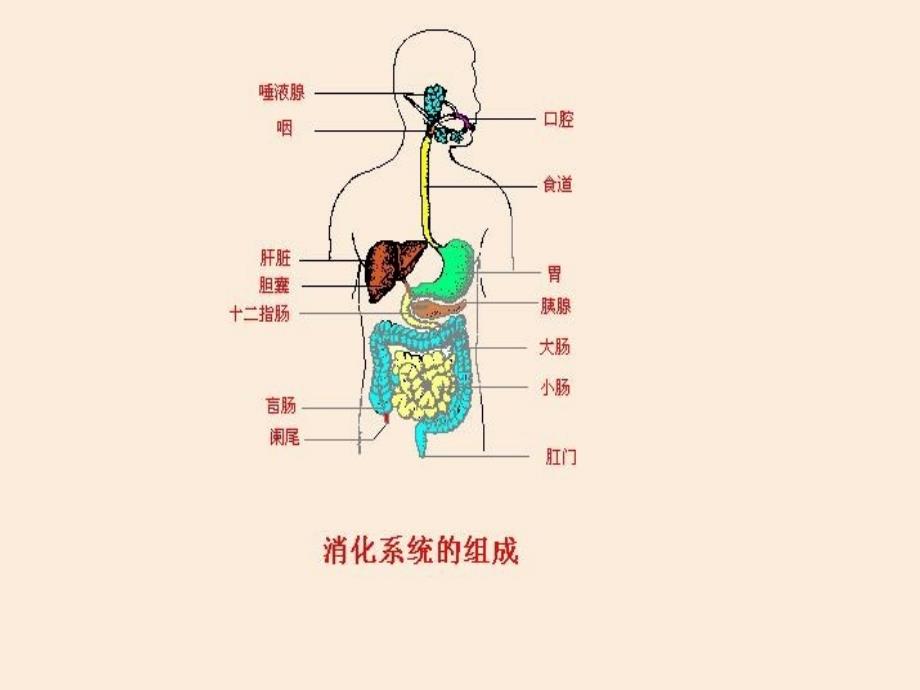 重庆市南川区小河中学校七年级生物下册 5.4 人体对食物的消化和吸收课件 新人教版_第2页