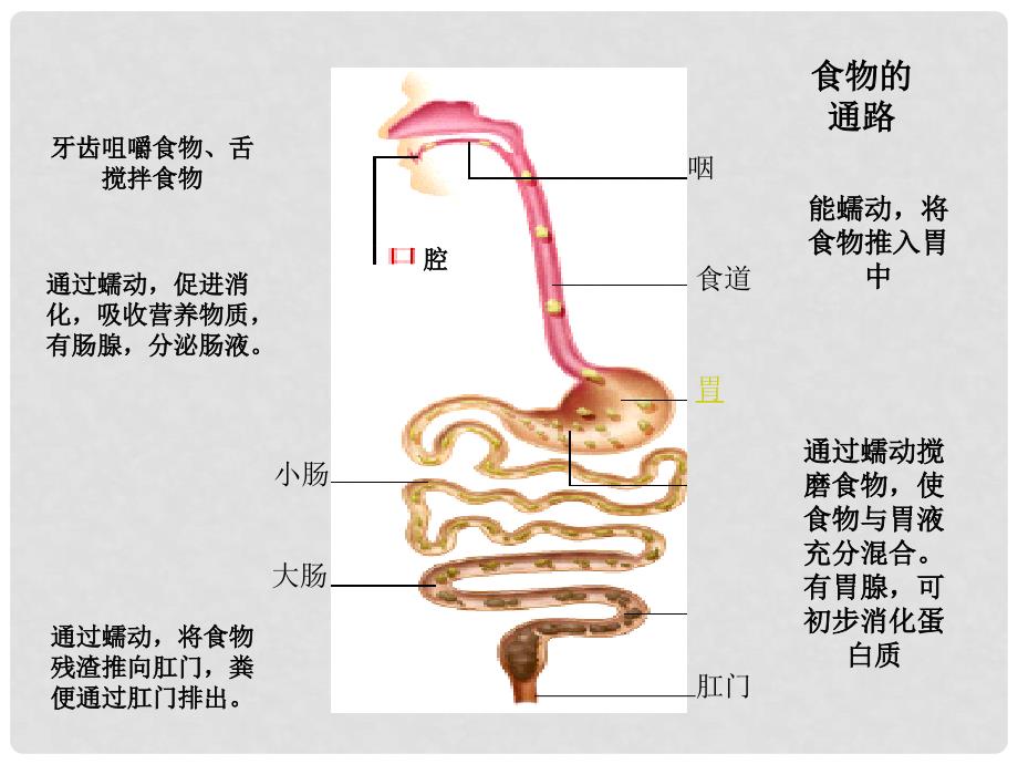 重庆市南川区小河中学校七年级生物下册 5.4 人体对食物的消化和吸收课件 新人教版_第4页