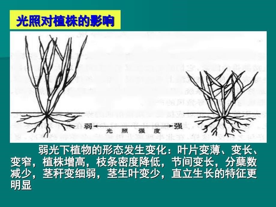 《草坪生物学基础》PPT课件_第5页