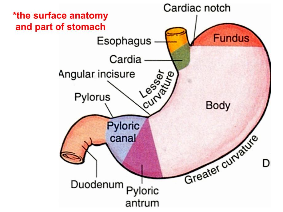 《局部解剖学》教学课件：7-腹部2脏器_第4页