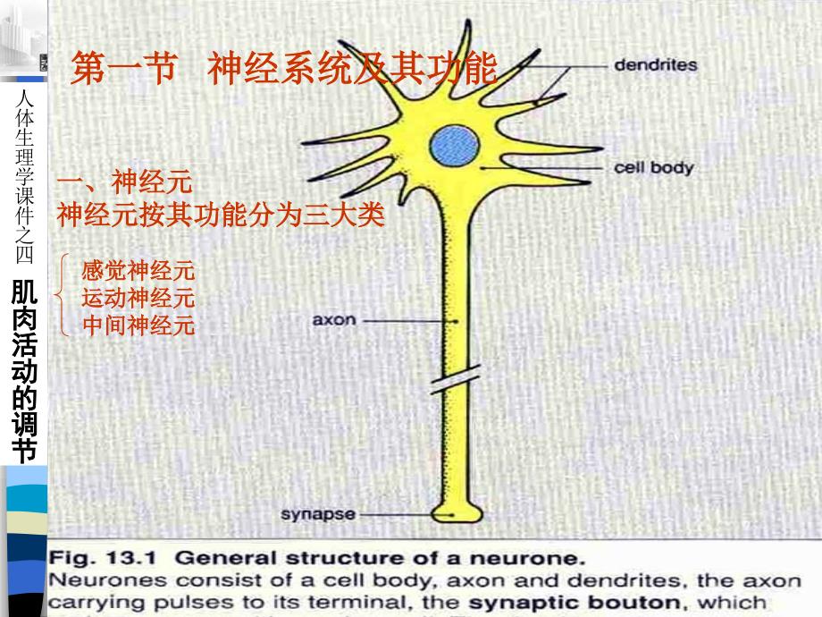 运动生理学ExercisePhysiology_第3页