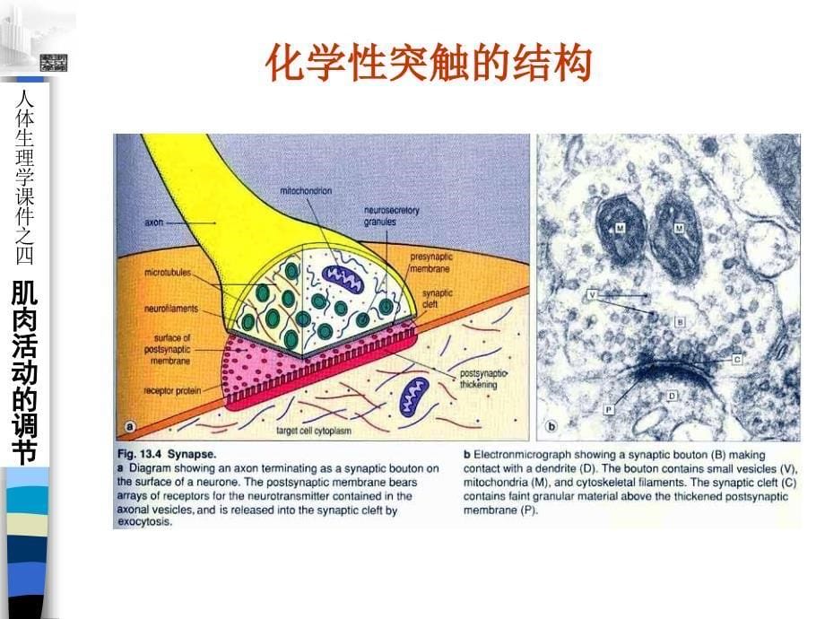 运动生理学ExercisePhysiology_第5页