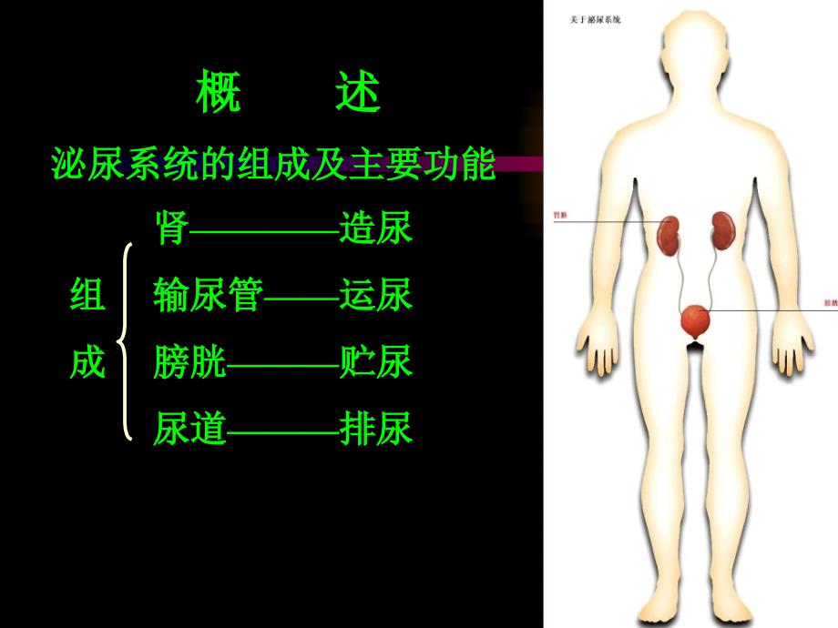 正常人体学基础第九章泌尿系统ppt课件_第3页