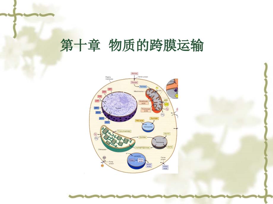 细胞生物学12_第1页