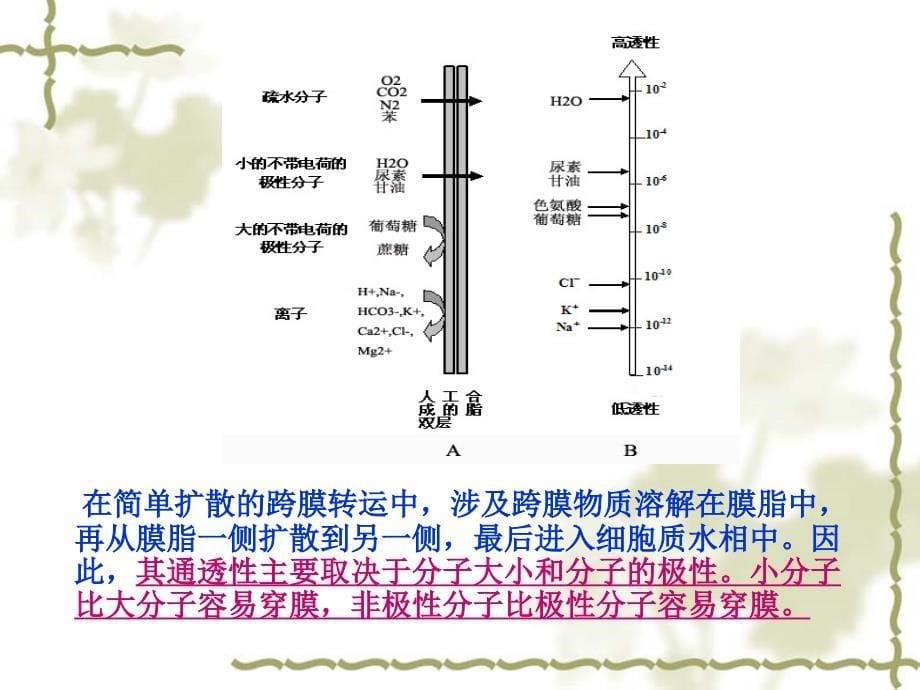 细胞生物学12_第5页