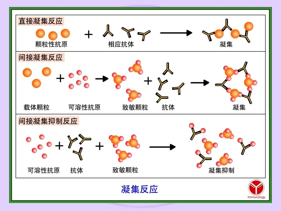 长江大学医学院医学免疫学课件 第二十四章 免疫诊断_第3页