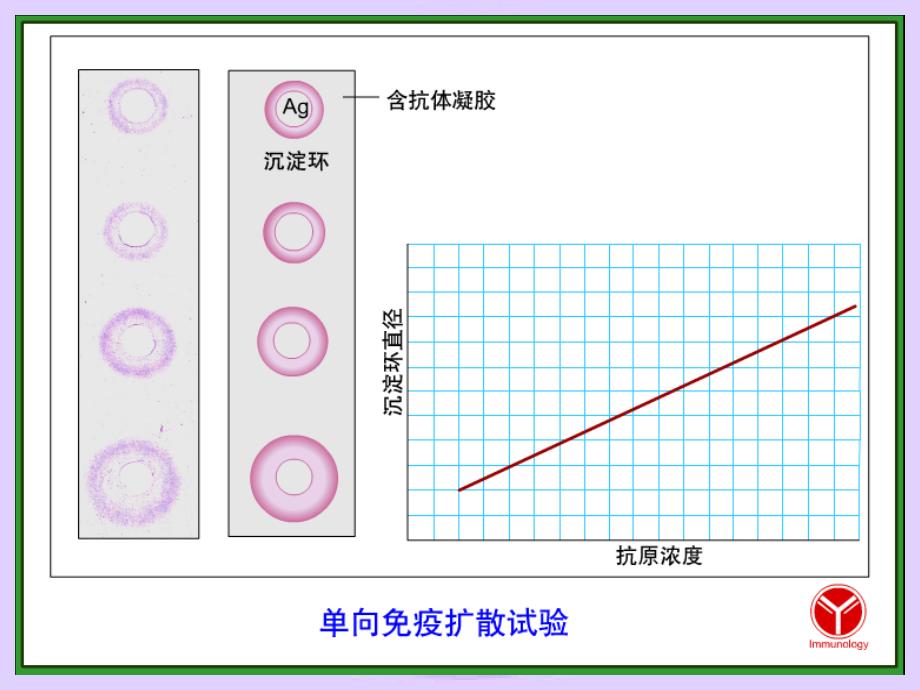 长江大学医学院医学免疫学课件 第二十四章 免疫诊断_第4页