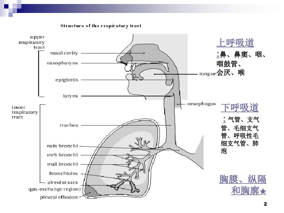 小儿呼吸道特点ppt课件_第2页