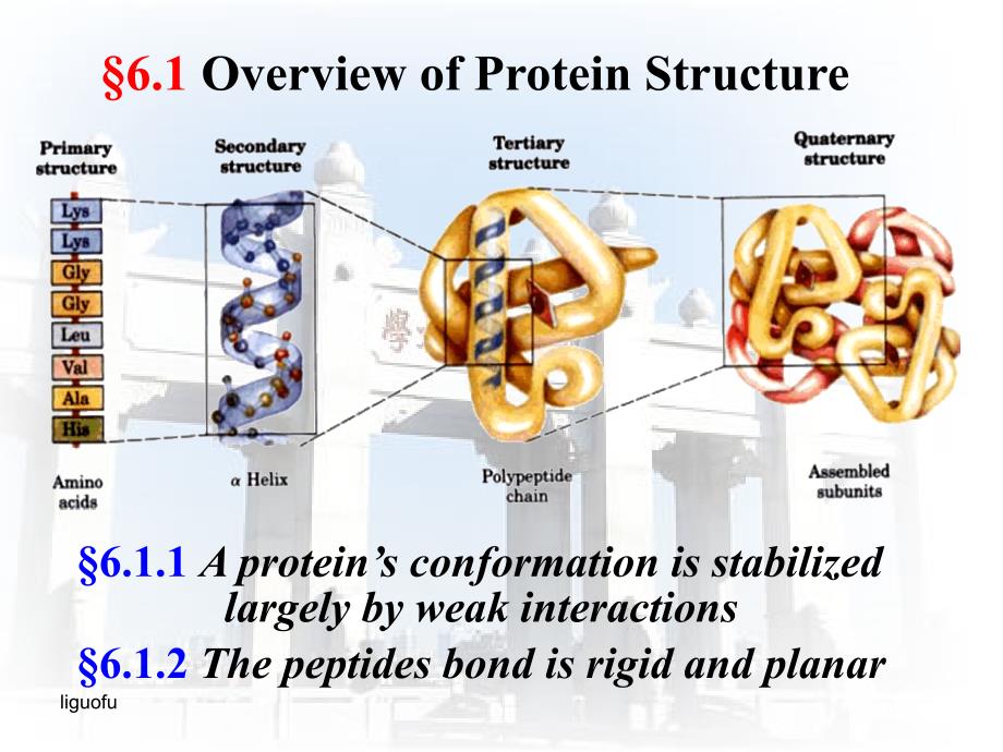 生物化学课件：6 3D Structure of Proteins_第2页