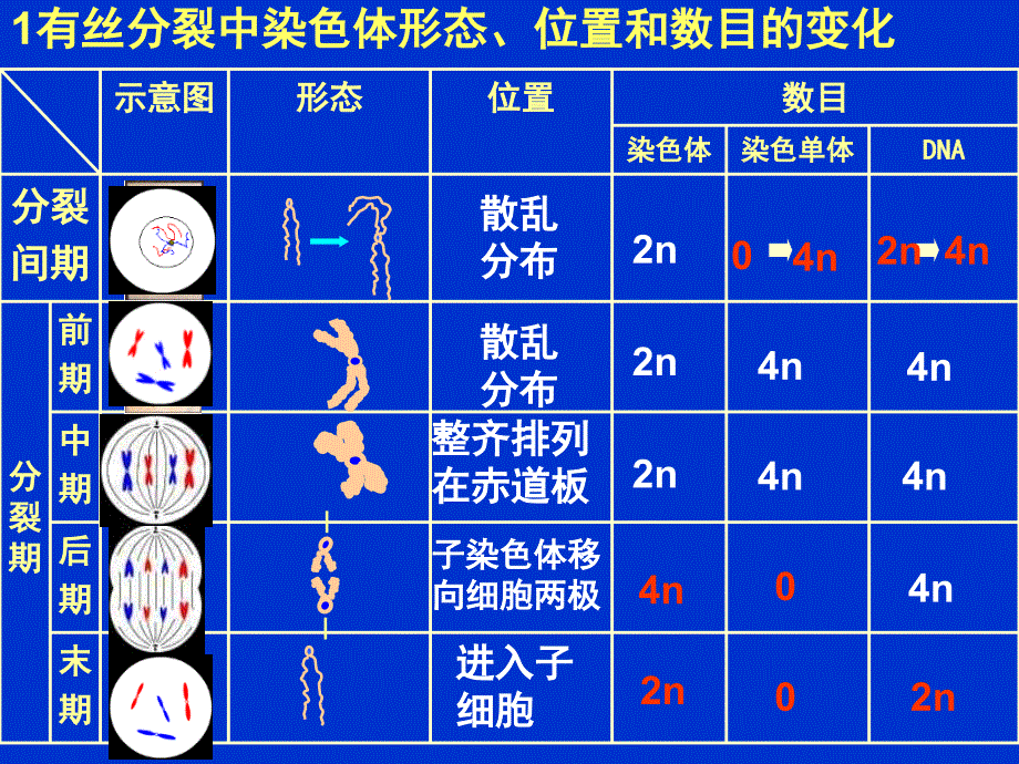 有丝分裂过程中的染色体、DNA和染色单体的变化规律_第2页