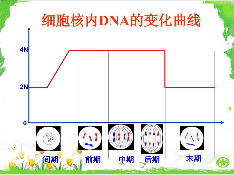 有丝分裂过程中的染色体、DNA和染色单体的变化规律_第4页