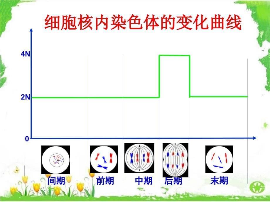 有丝分裂过程中的染色体、DNA和染色单体的变化规律_第5页