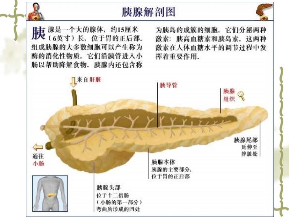 重症胰腺炎的治疗及护理_第2页