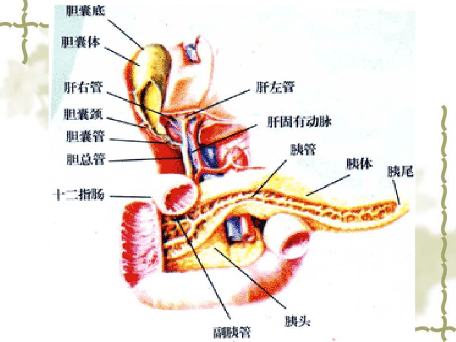 重症胰腺炎的治疗及护理_第3页