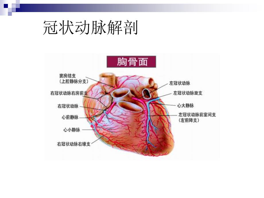 冠状动脉生理及特点_第2页