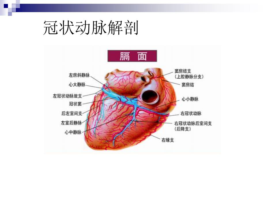 冠状动脉生理及特点_第3页