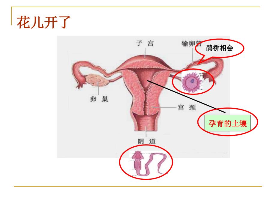 优生优育知识讲座.ppt_第3页