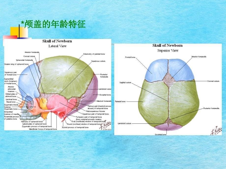 颅脑解剖分析ppt课件_第5页