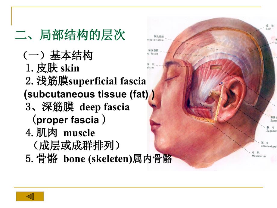 局部解剖学课件：局解头部_第4页