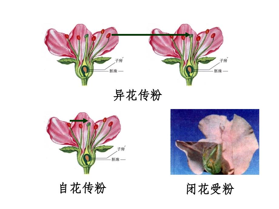 基因的分离定律ppt课件_第2页