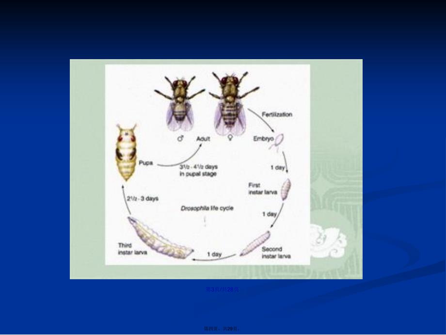 果蝇杂交实验三大遗传规律学习教案_第4页