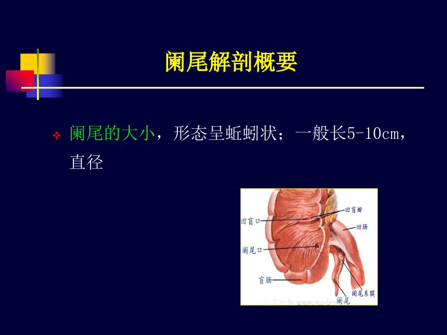 《阑尾炎超声诊断》PPT课件_第4页