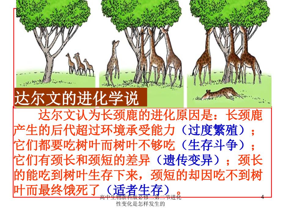 高中生物浙科版必修二第二节进化性变化是怎样发生的课件_第4页